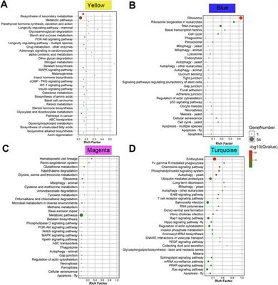 Candidate genes potentially involved in molting and body size reduction in the male of the horned gall aphid, Schlechtendalia chinensis